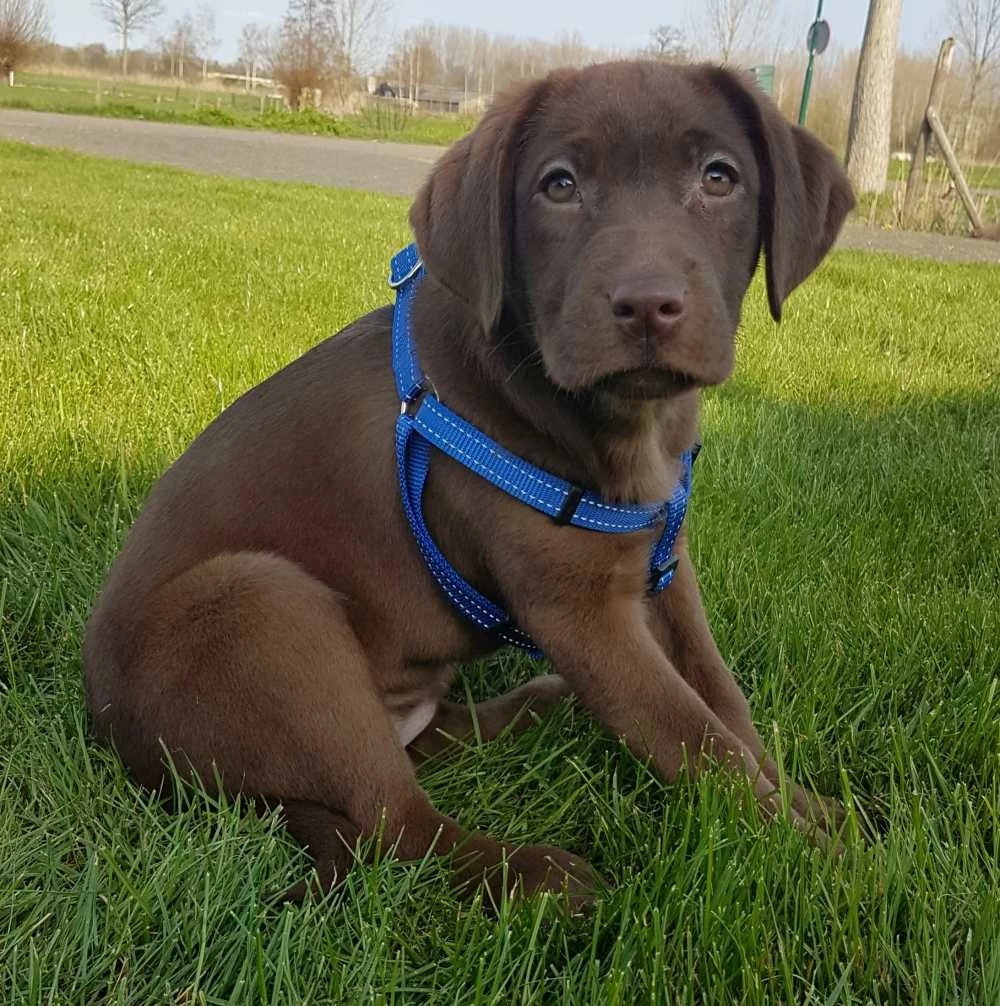 Rogz Hondentuig Utility Step In Blauw 4 Rogz Hondentuig Utility Step In Blauw - Afbeelding 2