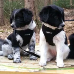 Puppia Hondentuig Soft Vest Black 9 Puppia Hondentuig Soft Vest Black -Hond winkel image 4729