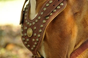 Dean And Tyler Hondentuig The Royal Stud 4 Dean And Tyler Hondentuig The Royal Stud - Afbeelding 2