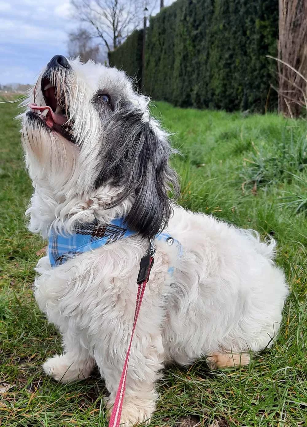 Doxtasy Hondentuig Round Loop Harnass Scottish Turquoise 4 Doxtasy Hondentuig Round Loop Harnass Scottish Turquoise - Afbeelding 2