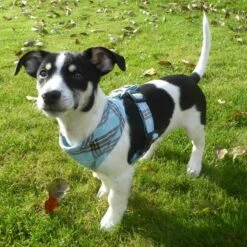 Doxtasy Hondentuig Round Loop Harnass Scottish Turquoise 9 Doxtasy Hondentuig Round Loop Harnass Scottish Turquoise -Hond winkel image 4766