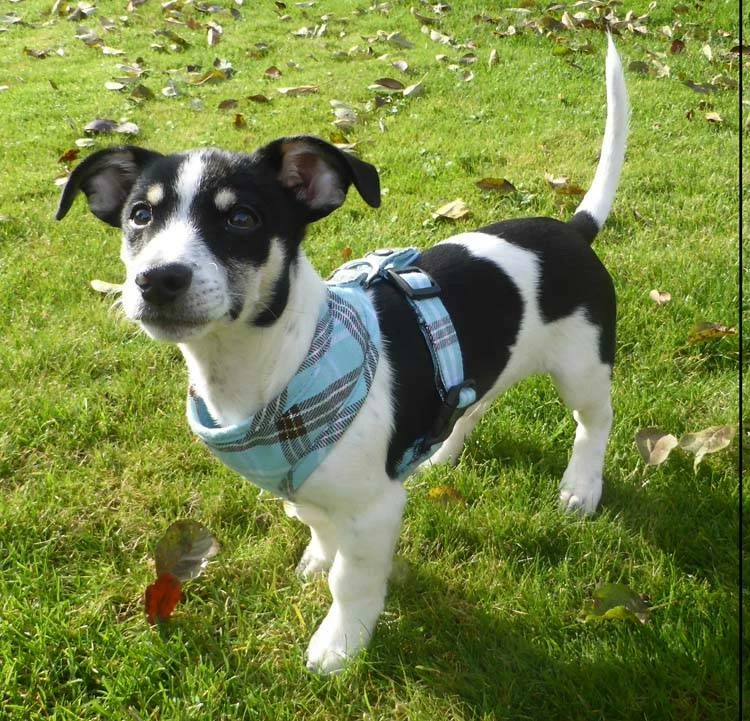 Doxtasy Hondentuig Round Loop Harnass Scottish Turquoise 5 Doxtasy Hondentuig Round Loop Harnass Scottish Turquoise - Afbeelding 3