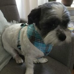 Doxtasy Hondentuig Round Loop Harnass Scottish Turquoise 10 Doxtasy Hondentuig Round Loop Harnass Scottish Turquoise -Hond winkel image 4767