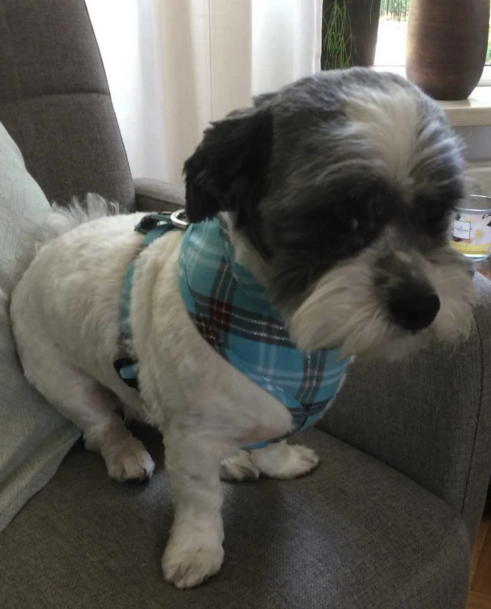 Doxtasy Hondentuig Round Loop Harnass Scottish Turquoise 6 Doxtasy Hondentuig Round Loop Harnass Scottish Turquoise - Afbeelding 4