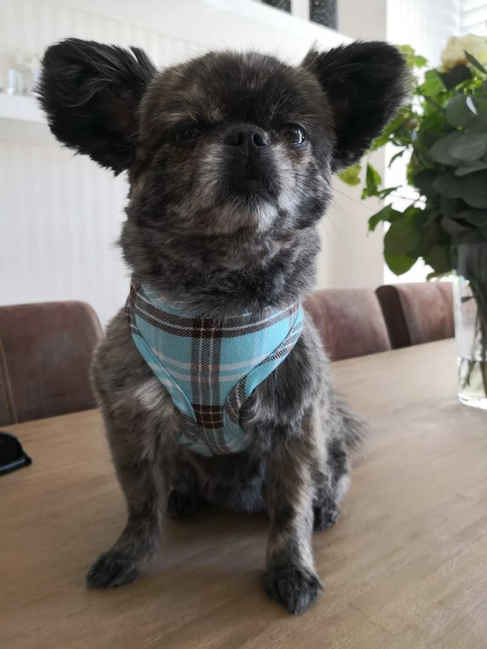 Doxtasy Hondentuig Round Loop Harnass Scottish Turquoise 7 Doxtasy Hondentuig Round Loop Harnass Scottish Turquoise - Afbeelding 5