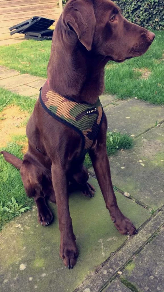 Puppia Hondentuig Soft Harness Camouflage 5 Puppia Hondentuig Soft Harness Camouflage - Afbeelding 3