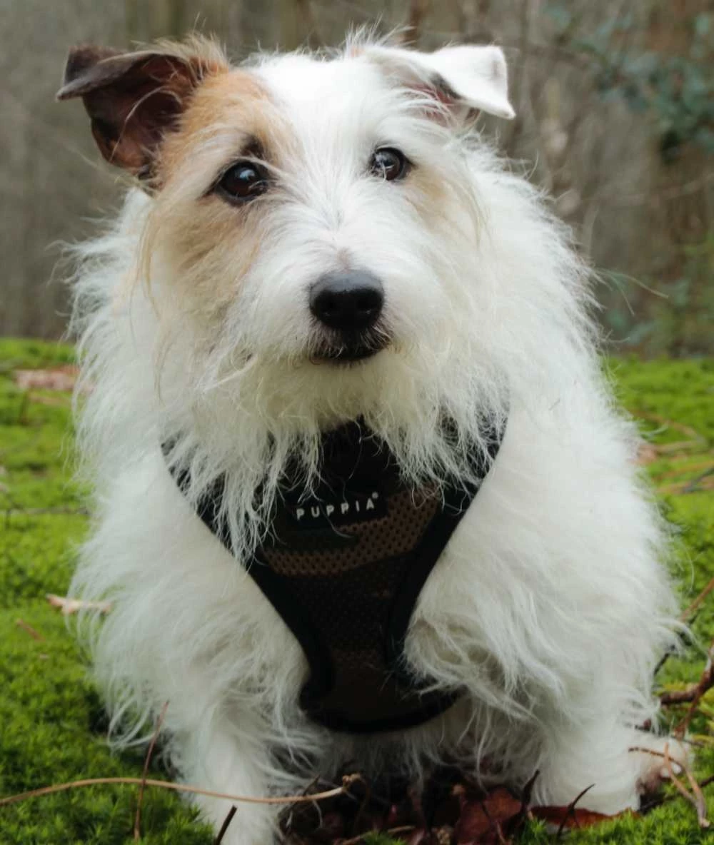 Puppia Hondentuig Soft Harness Camouflage 7 Puppia Hondentuig Soft Harness Camouflage - Afbeelding 5