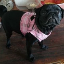 Doxtasy Hondentuig Comfy Harnass Scottish Pink -Hond winkel image 4799