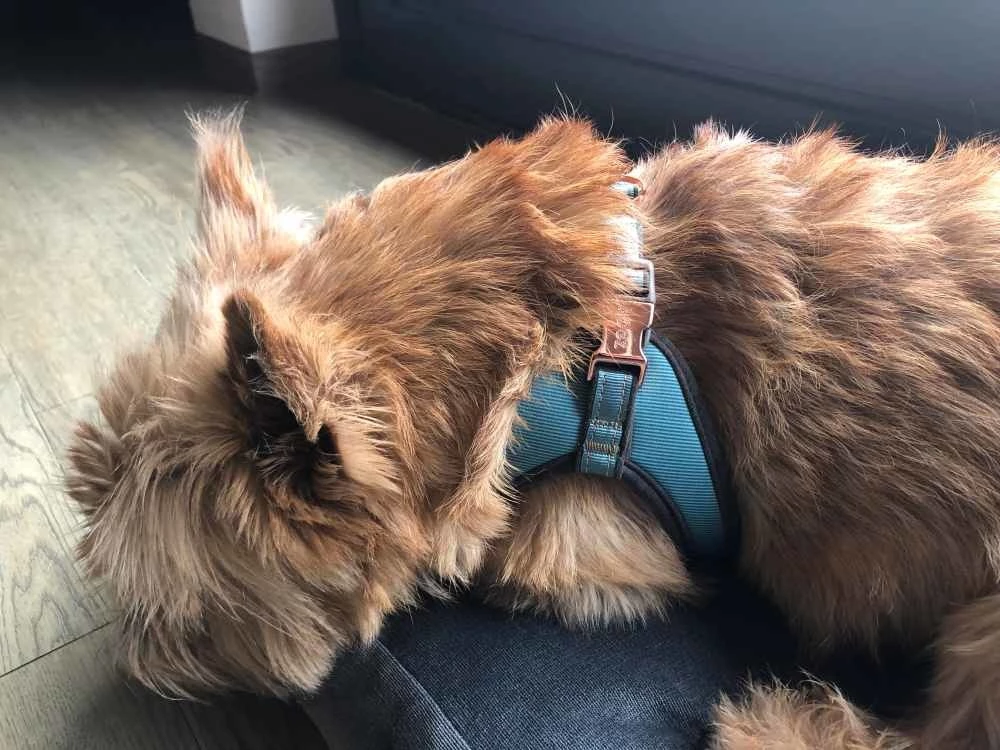 Rogz Hondentuig Fast Fit Urban Turquoise Moon 4 Rogz Hondentuig Fast Fit Urban Turquoise Moon - Afbeelding 2