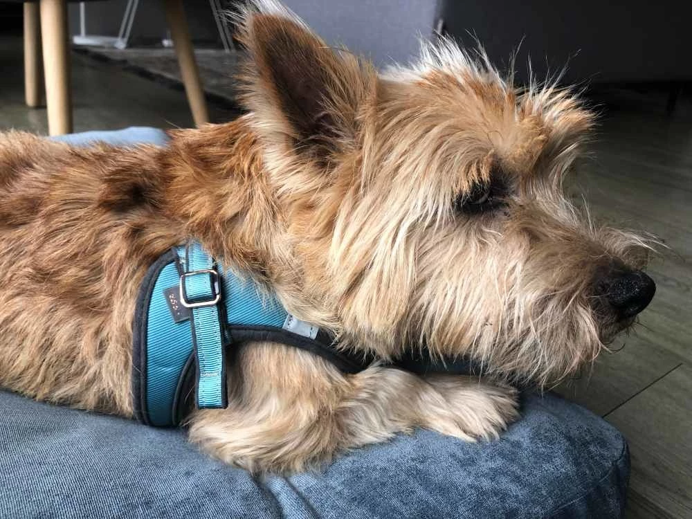 Rogz Hondentuig Fast Fit Urban Turquoise Moon 5 Rogz Hondentuig Fast Fit Urban Turquoise Moon - Afbeelding 3