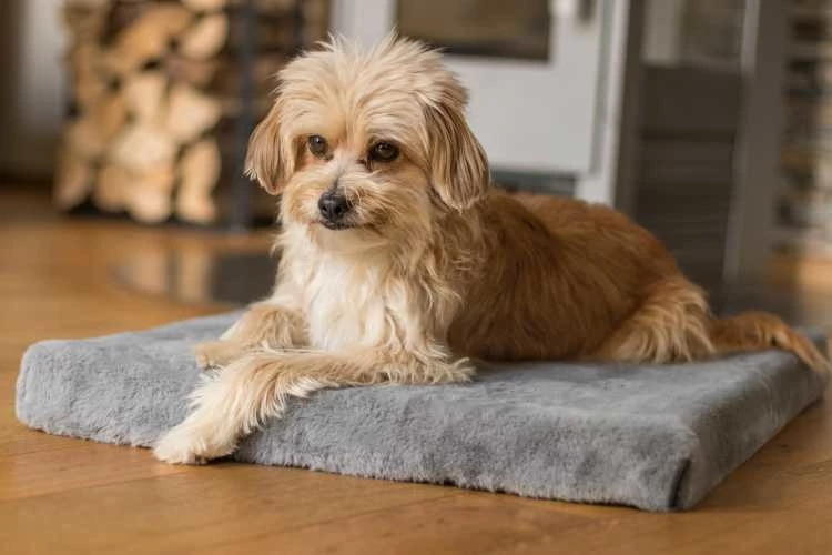 TrendPet Hondenkussen VitaMeDog Grijs 3 TrendPet Hondenkussen VitaMeDog Grijs