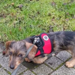 Puppia Hondentuig Soft Vest Red -Hond winkel image 4862