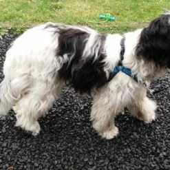 Petsafe Anti-Trek Hondentuig Easy Walk ® Deluxe 10 Petsafe Anti-Trek Hondentuig Easy Walk ® Deluxe -Hond winkel image 4868