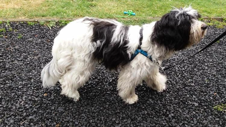 Petsafe Anti-Trek Hondentuig Easy Walk ® Deluxe 5 Petsafe Anti-Trek Hondentuig Easy Walk ® Deluxe - Afbeelding 3