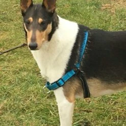 Petsafe Anti-Trek Hondentuig Easy Walk ® Deluxe 11 Petsafe Anti-Trek Hondentuig Easy Walk ® Deluxe -Hond winkel image 4869