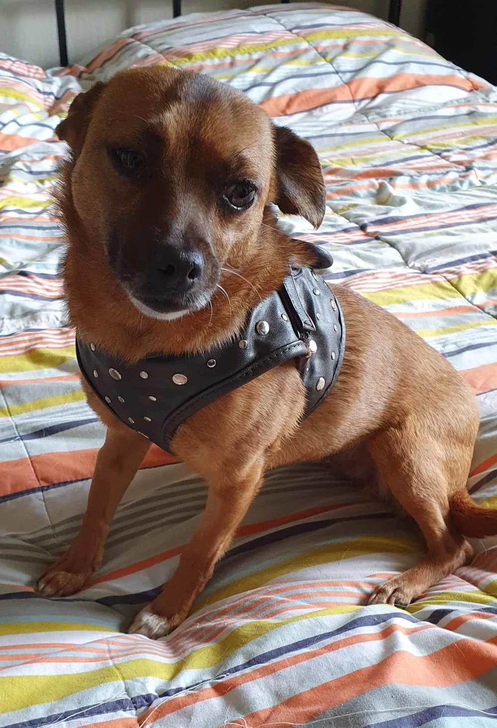 Doxtasy Hondentuig Comfy Harnass Full Metal Jacket 4 Doxtasy Hondentuig Comfy Harnass Full Metal Jacket - Afbeelding 2