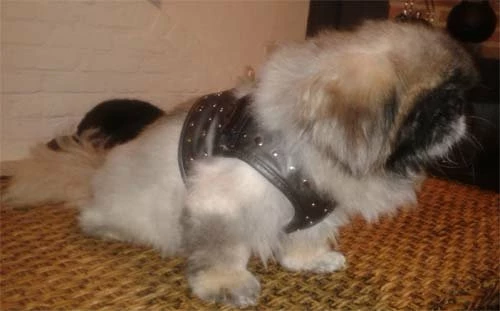 Doxtasy Hondentuig Comfy Harnass Full Metal Jacket 5 Doxtasy Hondentuig Comfy Harnass Full Metal Jacket - Afbeelding 3