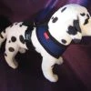 Puppia Hondentuig Soft Harness Royal Blue -Hond winkel image 4879