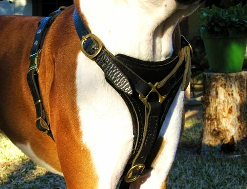 Dean And Tyler Hondentuig Dean's Choice 5 Dean And Tyler Hondentuig Dean's Choice - Afbeelding 3