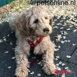 Rogz Hondentuig Alpinist Rood -Hond winkel image 4913