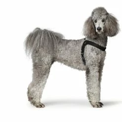 Hunter Hondentuig Dimaro Zwart -Hond winkel image 4917