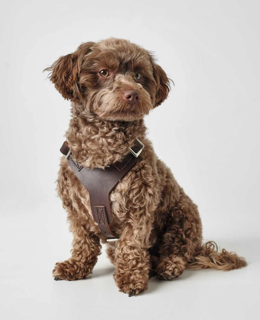 Hunter Hondentuig Aalborg Bruin 4 Hunter Hondentuig Aalborg Bruin - Afbeelding 2