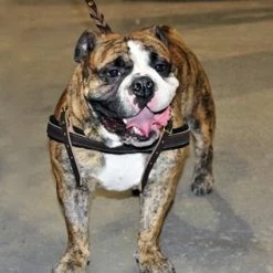 Dean And Tyler Hondentuig Cowboy -Hond winkel image 4984