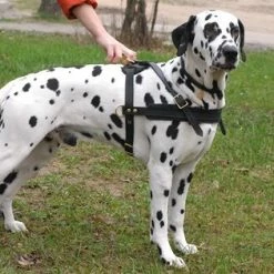 Dean And Tyler Hondentuig Cowboy -Hond winkel image 4985