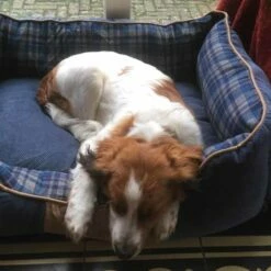 Scruffs Hondenmand Highland Blauw -Hond winkel image 5109