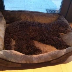 Scruffs Hondenmand Chester Graphite -Hond winkel image 5214