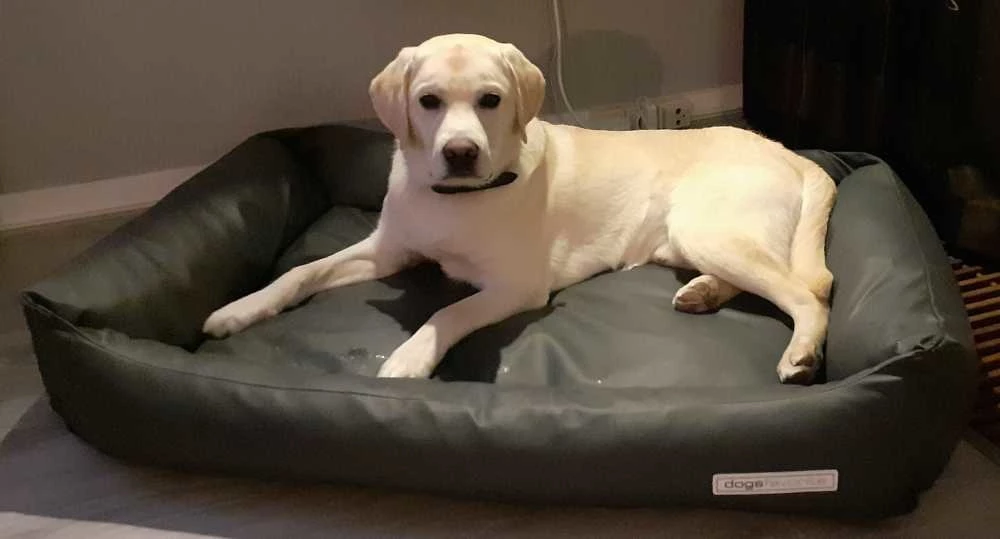 Dogsfavorite Hondenmand Kunstleer Donkergrijs 4 Dogsfavorite Hondenmand Kunstleer Donkergrijs - Afbeelding 2