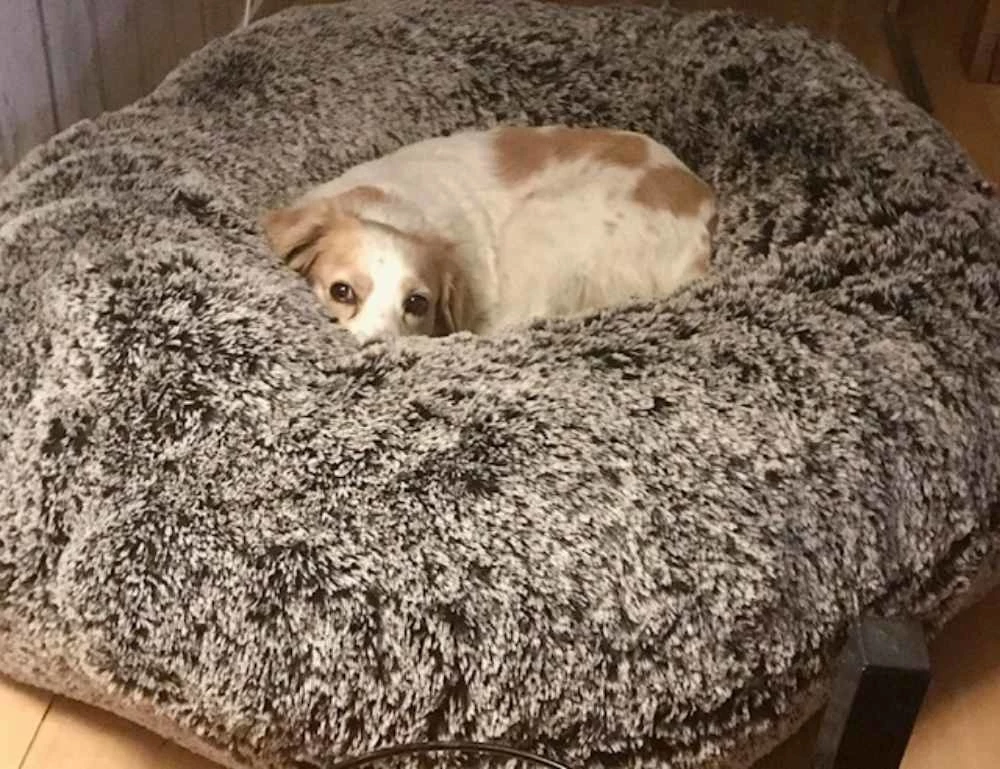 Bessie And Barnie Hondenmand Bagel Frosted Willow 12 Bessie And Barnie Hondenmand Bagel Frosted Willow - Afbeelding 10