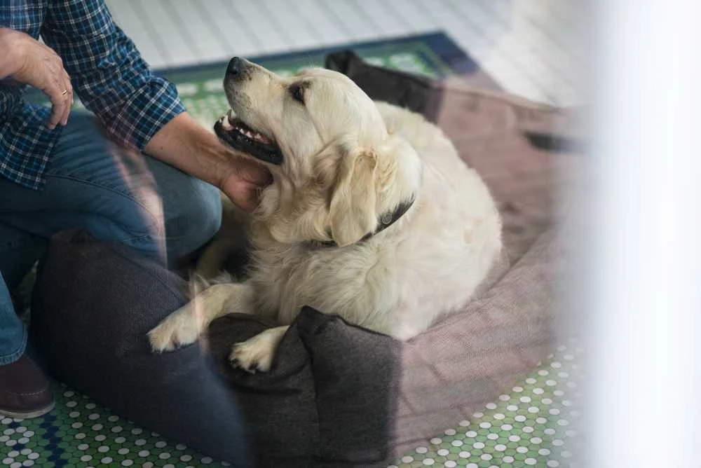 Hunter Hondenmand Boston Bruin 5 Hunter Hondenmand Boston Bruin - Afbeelding 3