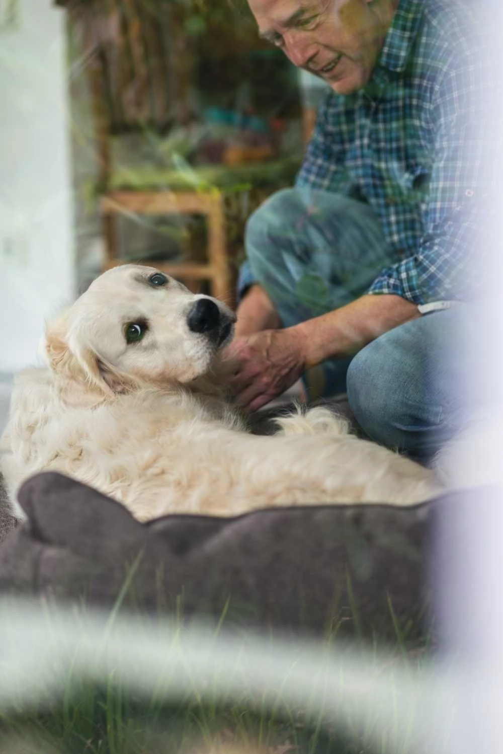 Hunter Hondenmand Boston Bruin 6 Hunter Hondenmand Boston Bruin - Afbeelding 4