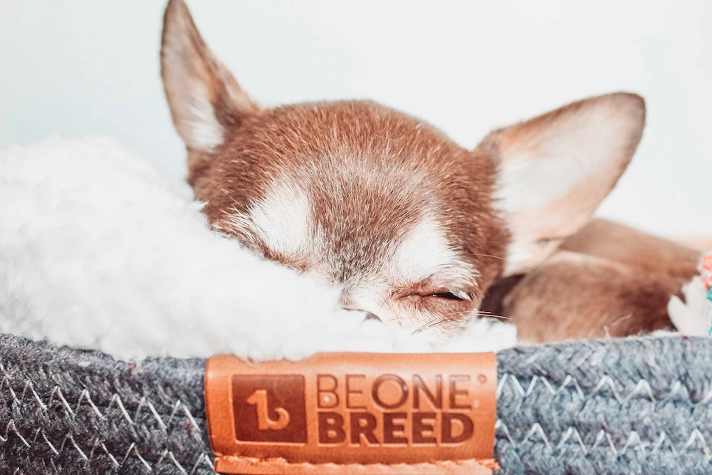 BeOneBreed Hondenmand Pet Cuddler 5 BeOneBreed Hondenmand Pet Cuddler - Afbeelding 3