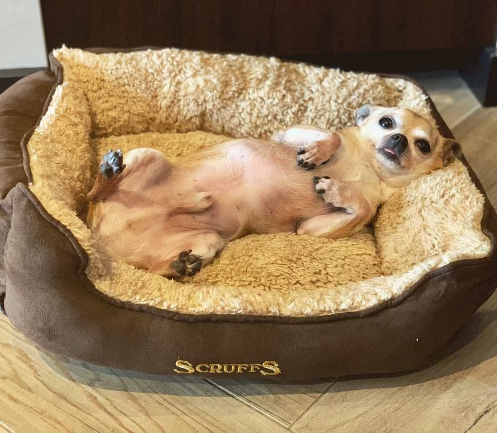 Scruffs Hondenmand Cosy Box Bed Bruin 4 Scruffs Hondenmand Cosy Box Bed Bruin - Afbeelding 2