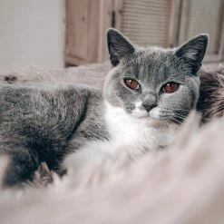 District70 Hondenmand Donut Fuzz Zand -Hond winkel image 5895