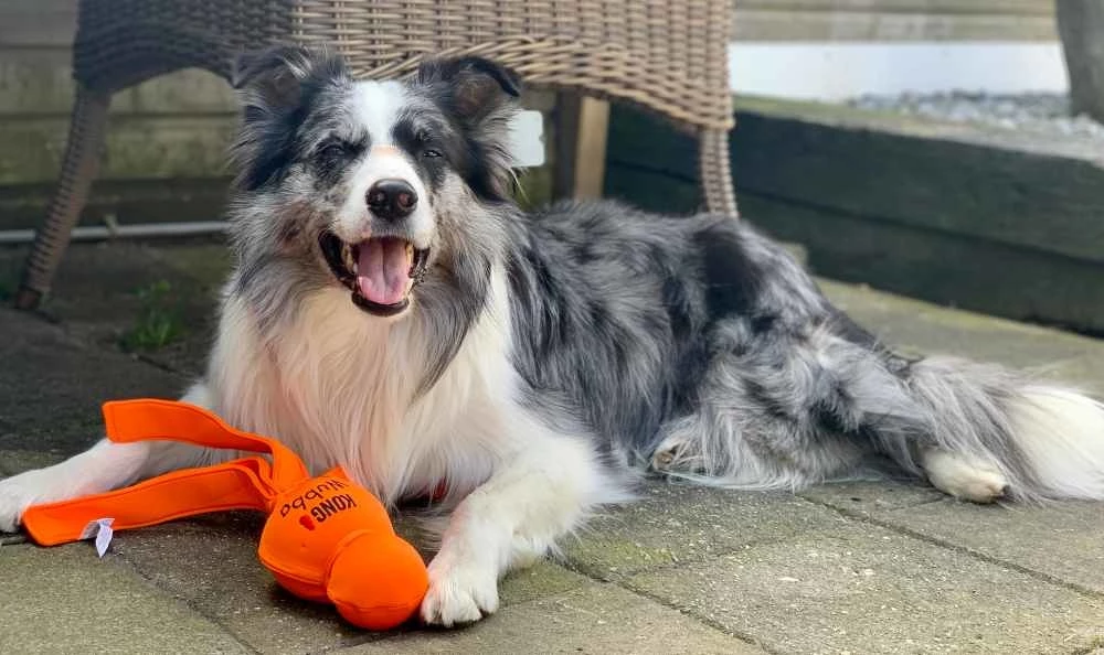 Kong Hondenspeelgoed Wubba Wet 4 Kong Hondenspeelgoed Wubba Wet - Afbeelding 2