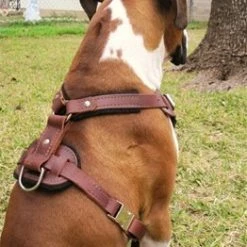 The Kenyan Collection Hondenhalsband Primary -Hond winkel image 60