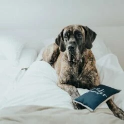 Hunter Hondenspeelgoed Corby -Hond winkel image 6004