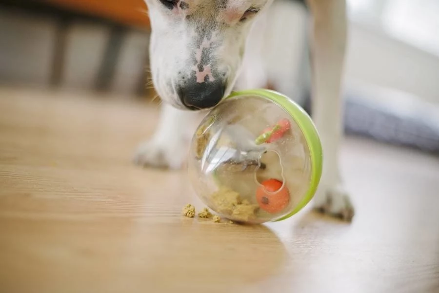 P.L.A.Y. Hondenspeelgoed Wobble Ball Groen 4 P.L.A.Y. Hondenspeelgoed Wobble Ball Groen - Afbeelding 2