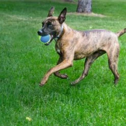 Kong Hondenspeelgoed Squeakair Ultra Balls -Hond winkel image 6053