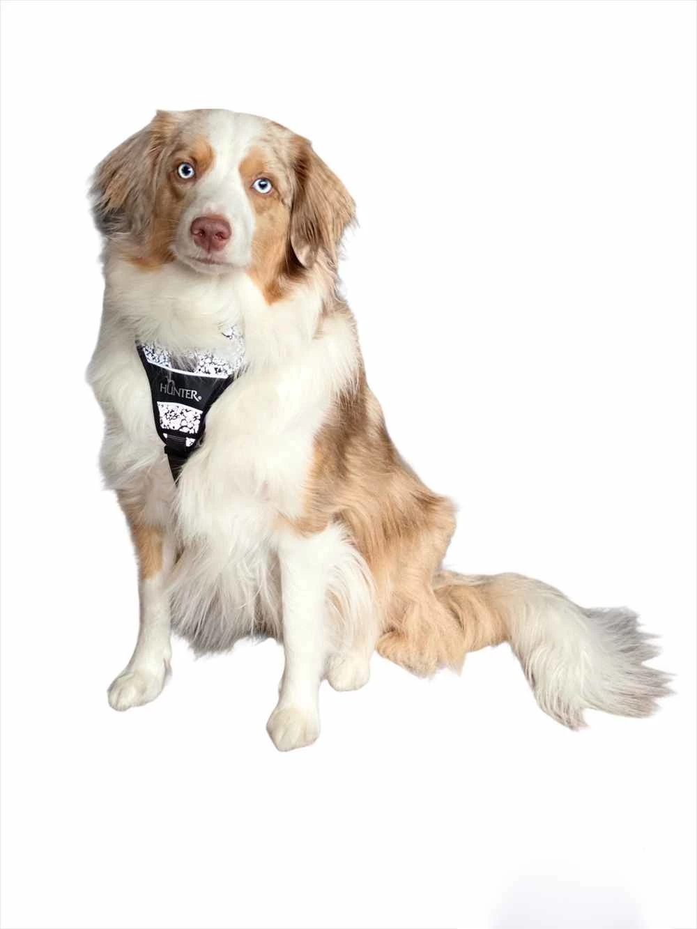 Hunter Hondentuig Divo Reflect Zwart 4 Hunter Hondentuig Divo Reflect Zwart - Afbeelding 2