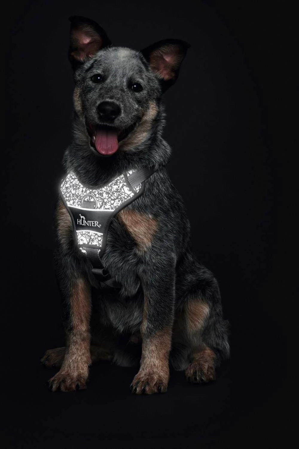 Hunter Hondentuig Divo Reflect Zwart 5 Hunter Hondentuig Divo Reflect Zwart - Afbeelding 3