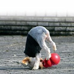 Kong Hondenspeelgoed Bounzer -Hond winkel image 6193