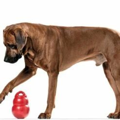 Kong Hondenspeelgoed Bounzer -Hond winkel image 6194