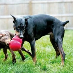 Kong Hondenspeelgoed Bounzer -Hond winkel image 6195