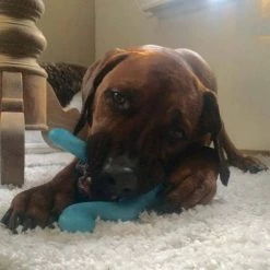 West Paw Design Hondenspeelgoed Zogoflex Tizzi Aqua -Hond winkel image 6236