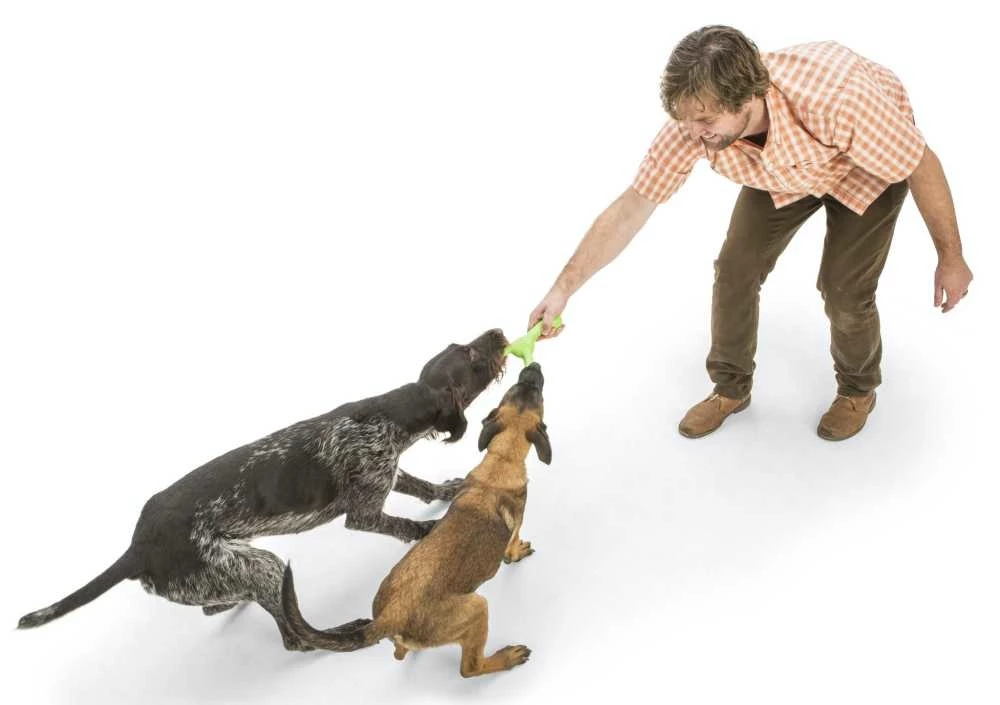 West Paw Design Hondenspeelgoed Echo Skamp Groen 4 West Paw Design Hondenspeelgoed Echo Skamp Groen - Afbeelding 2