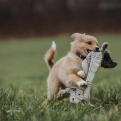 Hunter Gerecycled Hondenspeelgoed Billund -Hond winkel image 6307